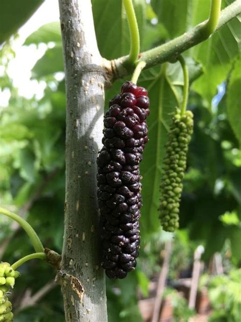 where are mulberry trees found.